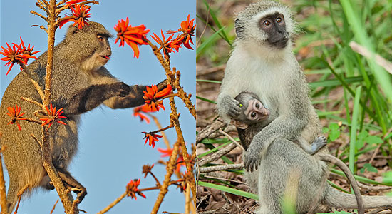 Samango Monkey Hilltop Camp Hluhluwe iMfolozi Game Reserve