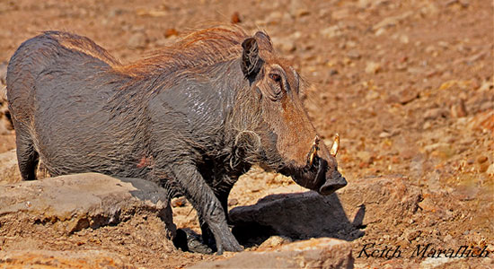 Warthog Hilltop Camp Hluhluwe iMfolozi Game Reserve
